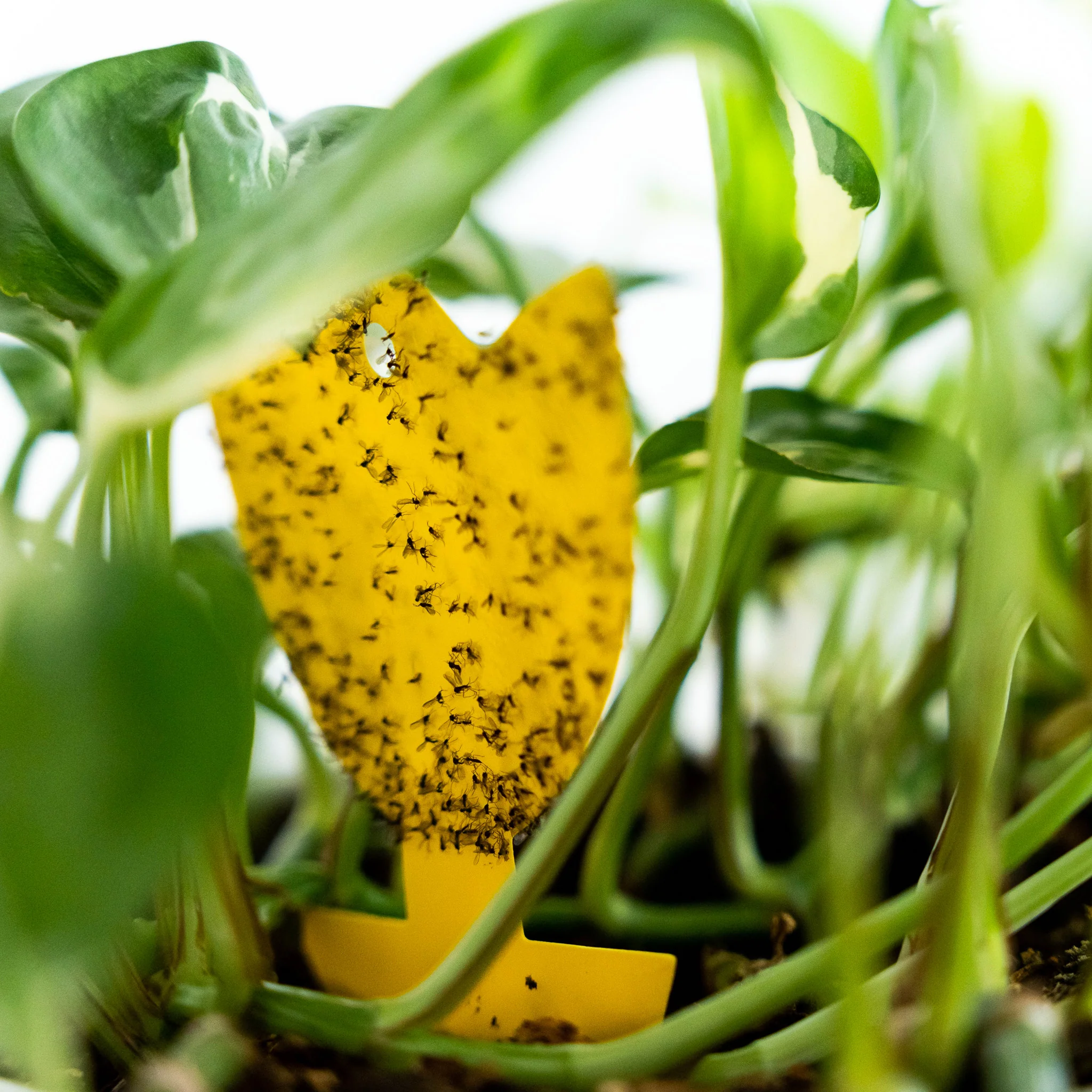 Miniatuur 1